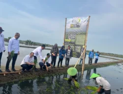 Dari Padi Biosalin Ke Minapadi Salin, PGN – BRIN – Pemkab Batang Dorong Nilai Ekonomi Lahan Pesisir Batang