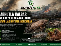 Karhutla Kalbar Tak Hanya Membakar Lahan, Satwa Liar Ikut Menjadi Korban